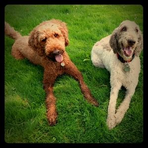 Meet your Posher, C.